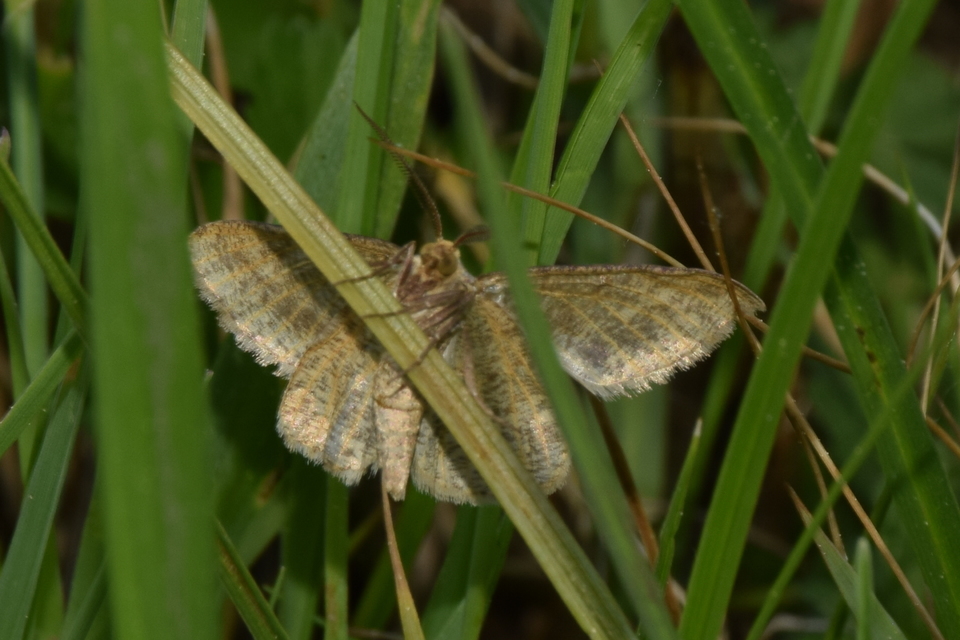 Tephrina arenacearia - lucerna-araszoló