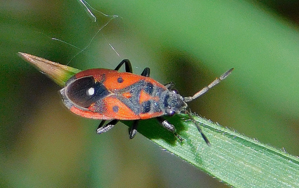 Melanocoryphus tristrami