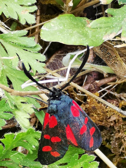 Zygaena filipendulae - acélszínű csüngőlepke