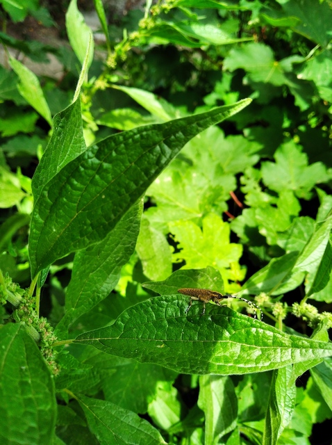 Agapanthia villosoviridescens - fehérgyűrűs bogáncscincér