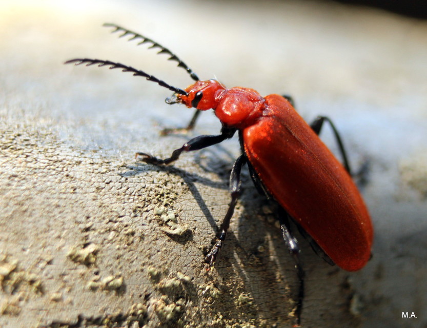 Pyrochroa serraticornis - közép-bíborbogár