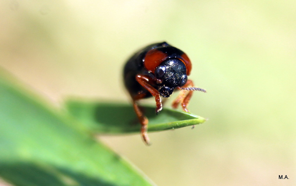 Smaragdina Smaragdina