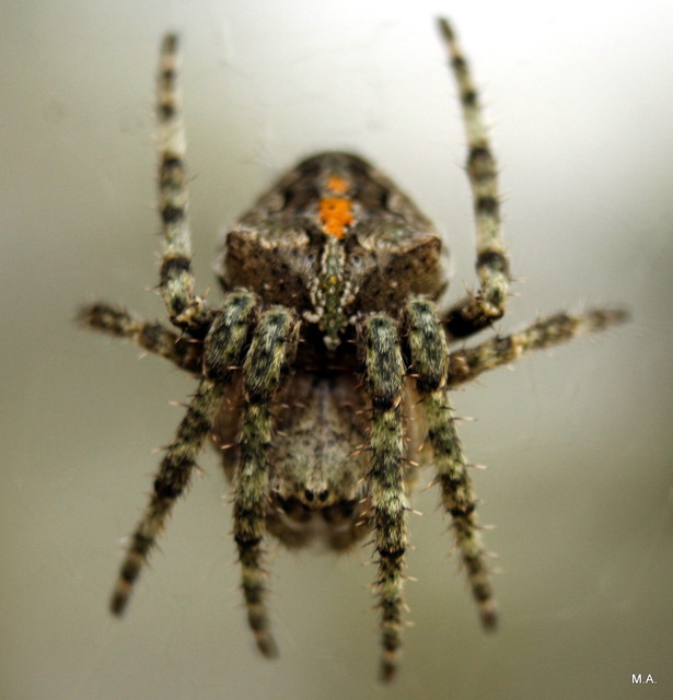 Araneus circe/angulatus