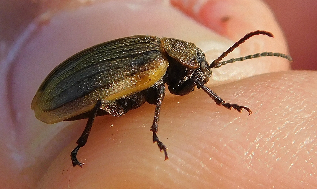 Galeruca pomonae - barna olajosbogár