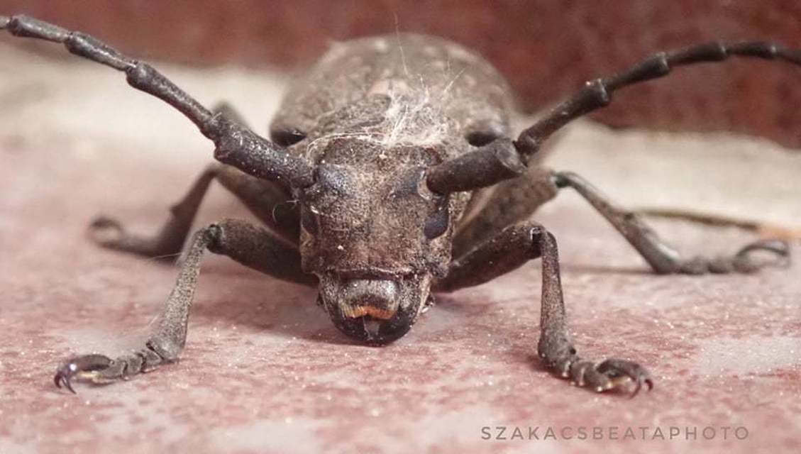 Lamia textor - takácscincér