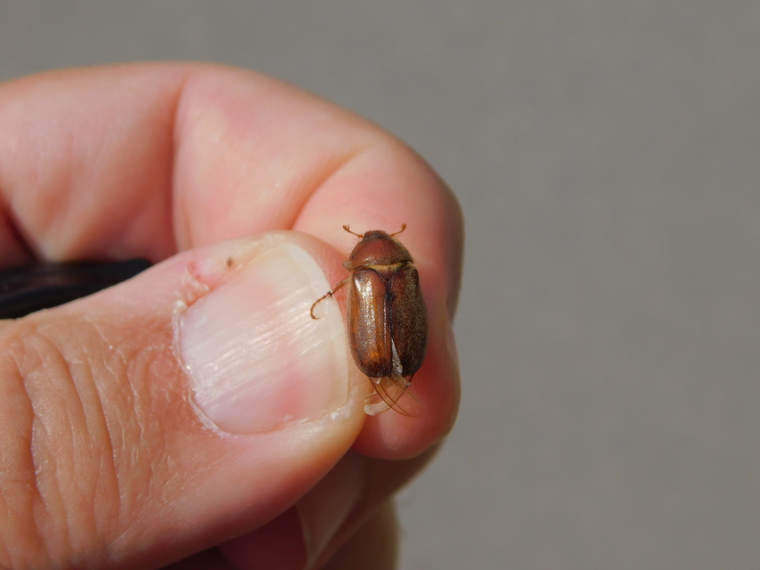 Holochelus
