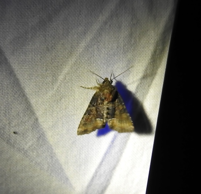Oligia strigilis/latruncula/versicolor