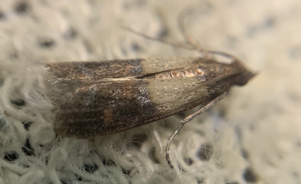 Plodia interpunctella - aszalványmoly