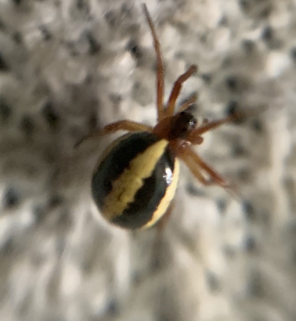 Hypsosinga pygmaea - törpe keresztespók