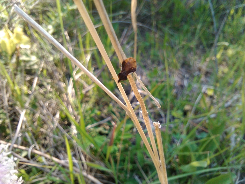 Phymata crassipes - fogólábú poloska