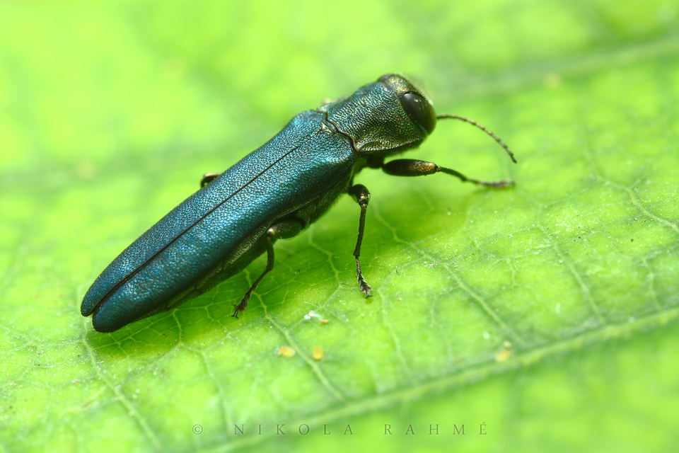 Agrilus sulcicollis - hengeres karcsúdíszbogár