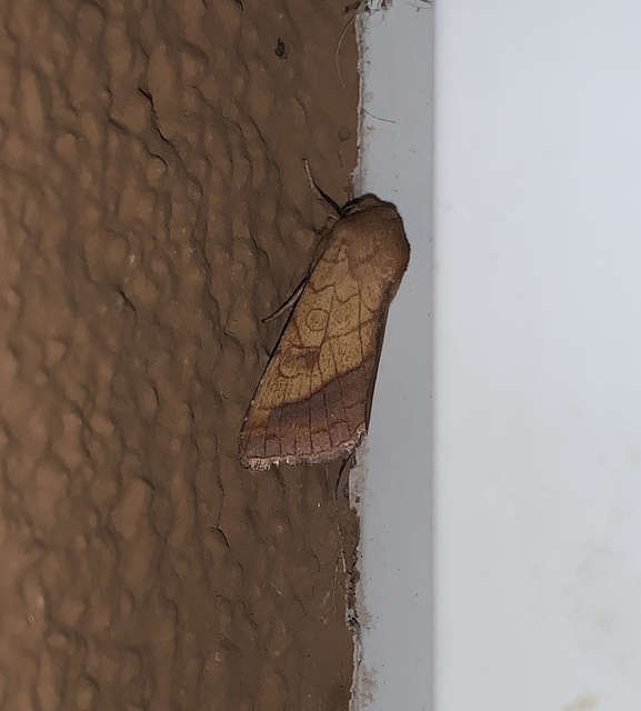 Pyrrhia umbra - iglicebagoly