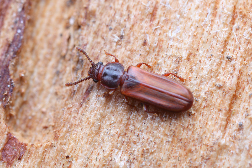 Pediacus dermestoides - bunkóscsápú lapbogár