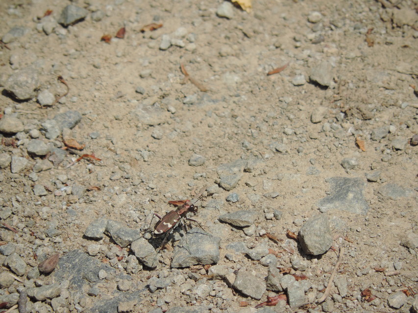 Cicindela sylvicola - erdei homokfutrinka
