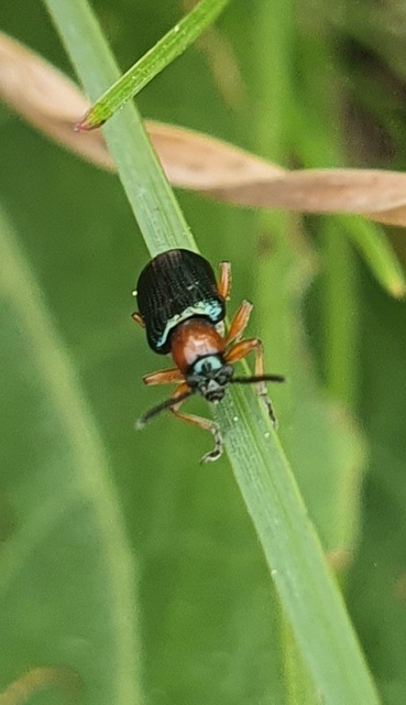 Oulema melanopus/duftschmidi