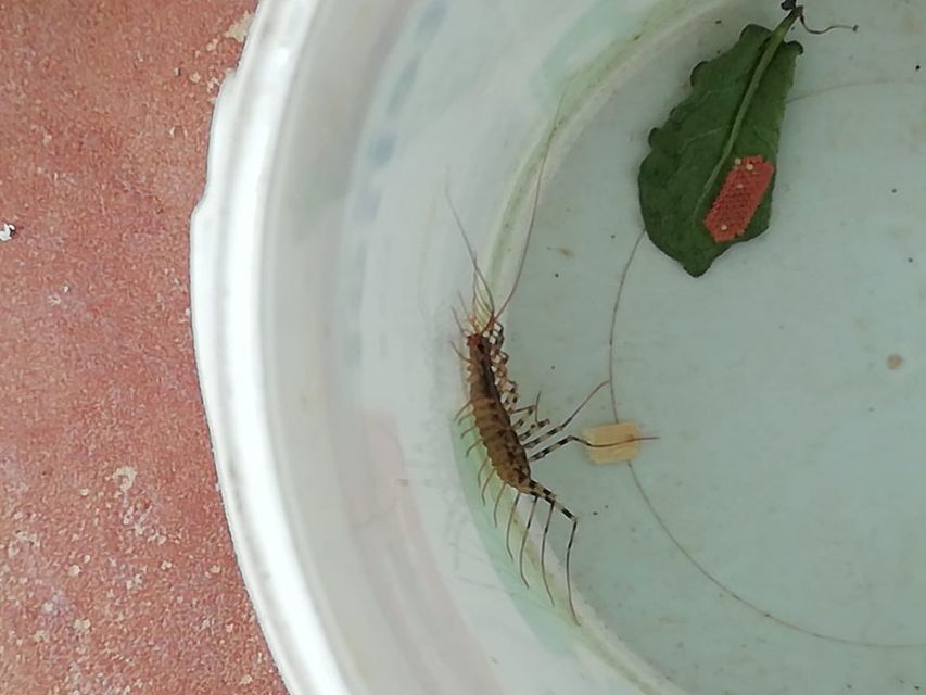 Scutigera coleoptrata - légyölő pókszázlábú