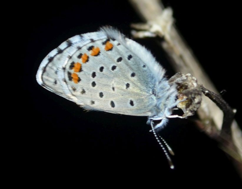 Pseudophilotes schiffermuelleri - apró boglárka