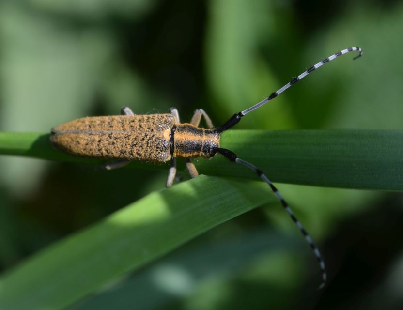 Agapanthia villosoviridescens - fehérgyűrűs bogáncscincér