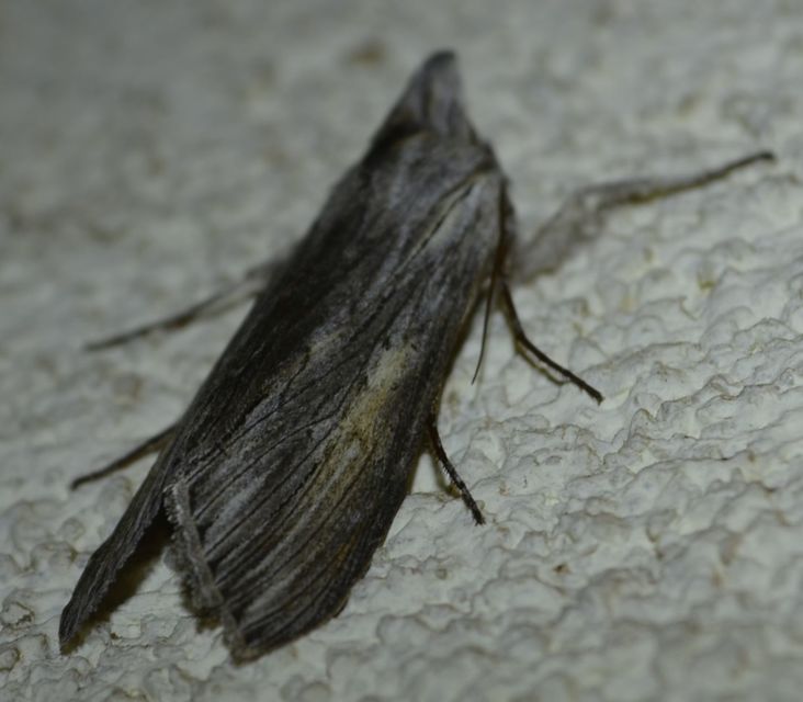 Cucullia umbratica - közönséges csuklyásbagoly