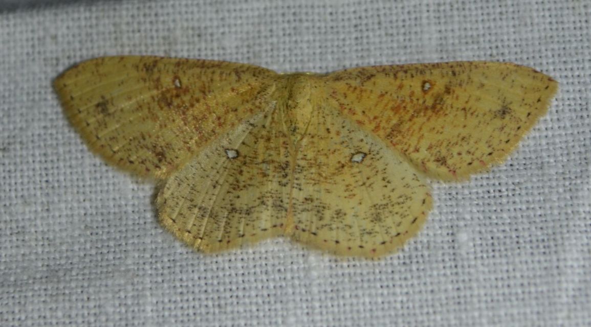 Cyclophora porata - körös pettyesaraszoló