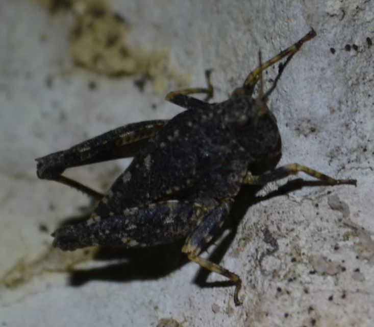 Tetrix tenuicornis - vékonycsápú tövishátúsáska
