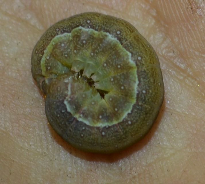 Agrochola