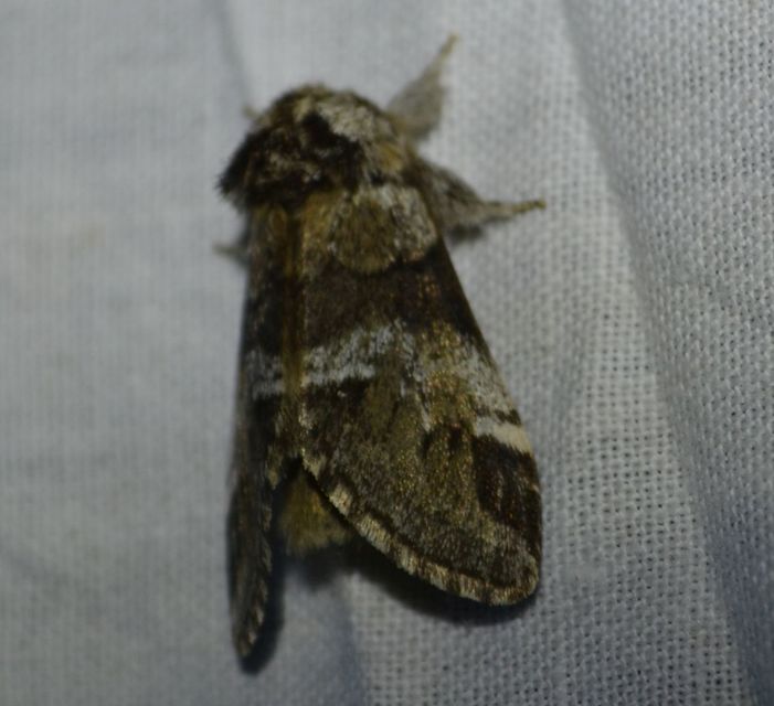 Drymonia dodonea - bélyeges púposszövő