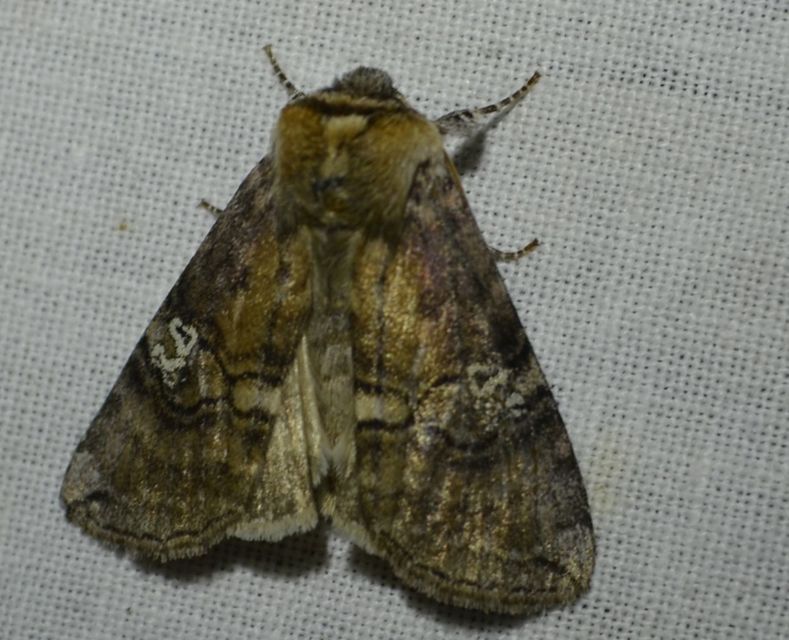 Tethea ocularis - pápaszemes pihésszövő