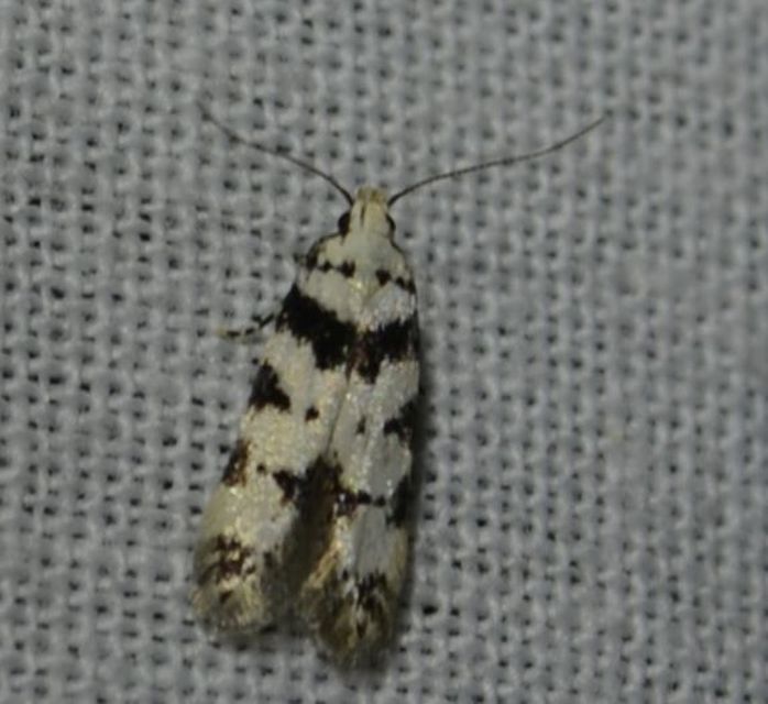 Pseudotelphusa scalella - moharágó sarlósmoly