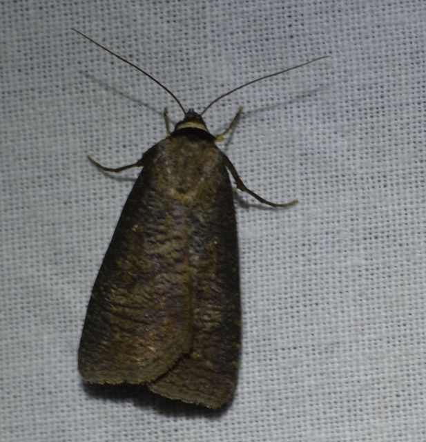Lygephila procax - fekete csüdfűbagoly