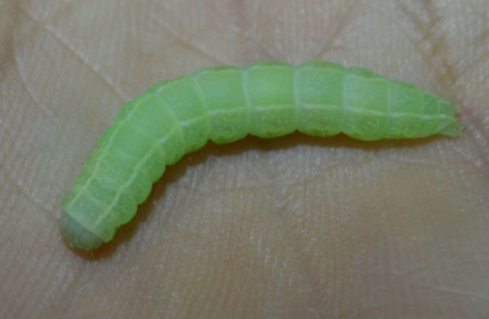 Pseudoips prasinana - bükkfa-zöldbagoly
