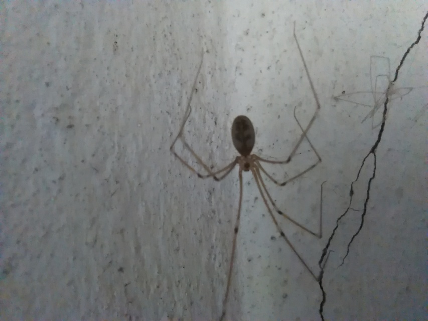 Pholcus phalangioides - nagy álkaszáspók