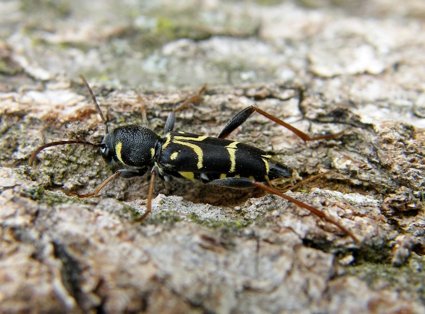 Xylotrechus antilope - fürge darázscincér