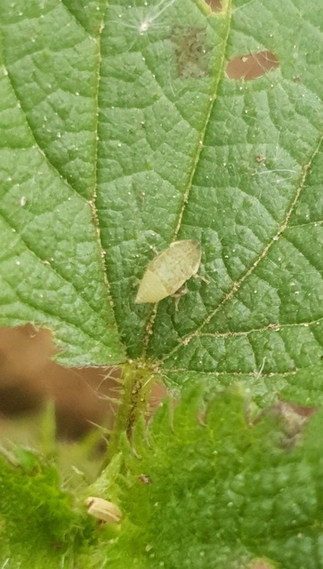 Aphrodes