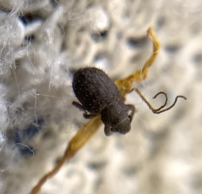 Trachyphloeus spinimanus - töviseslábú éjiormányos