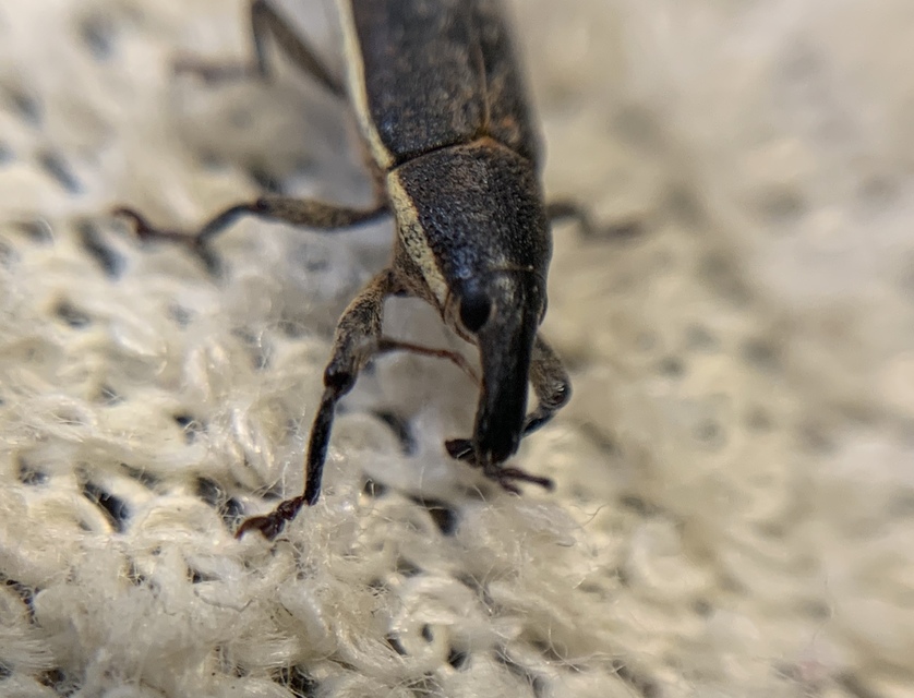 Lixus ochraceus - retek-dudvabarkó