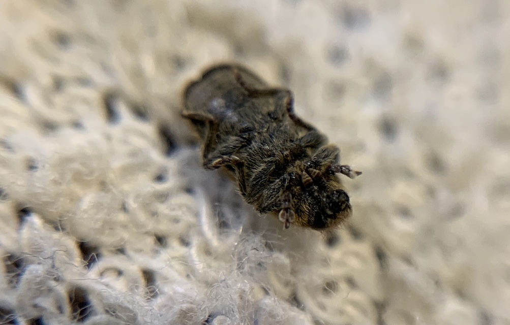 Rhinocyllus conicus - tömpeorrú barkó