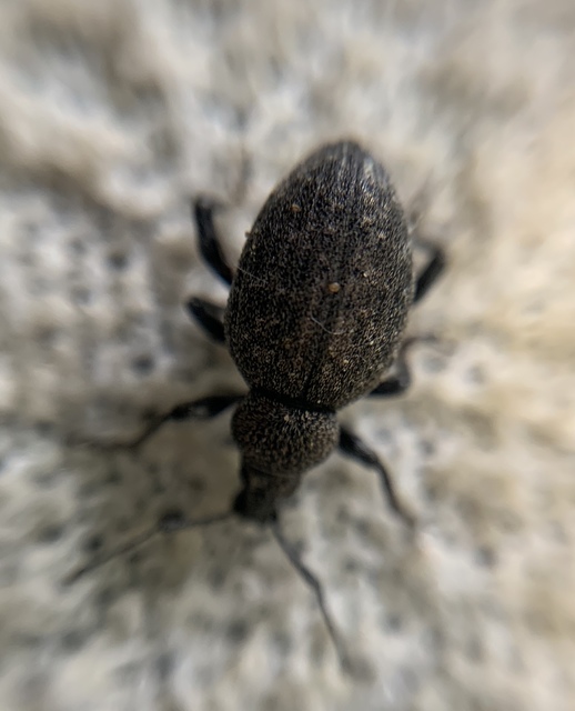 Otiorhynchus ligustici - vincellér-gyalogormányos