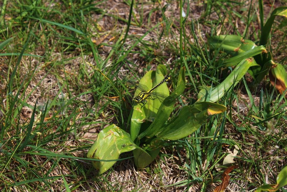 Gomphus vulgatissimus - feketelábú folyami-szitakötő