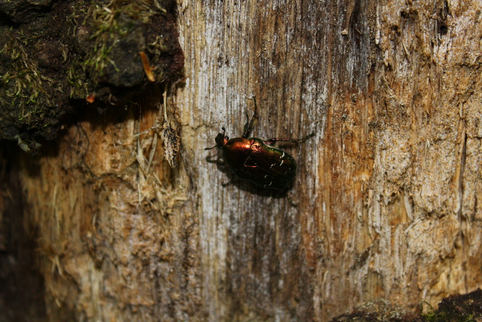 Cetonia aurata - aranyos virágbogár