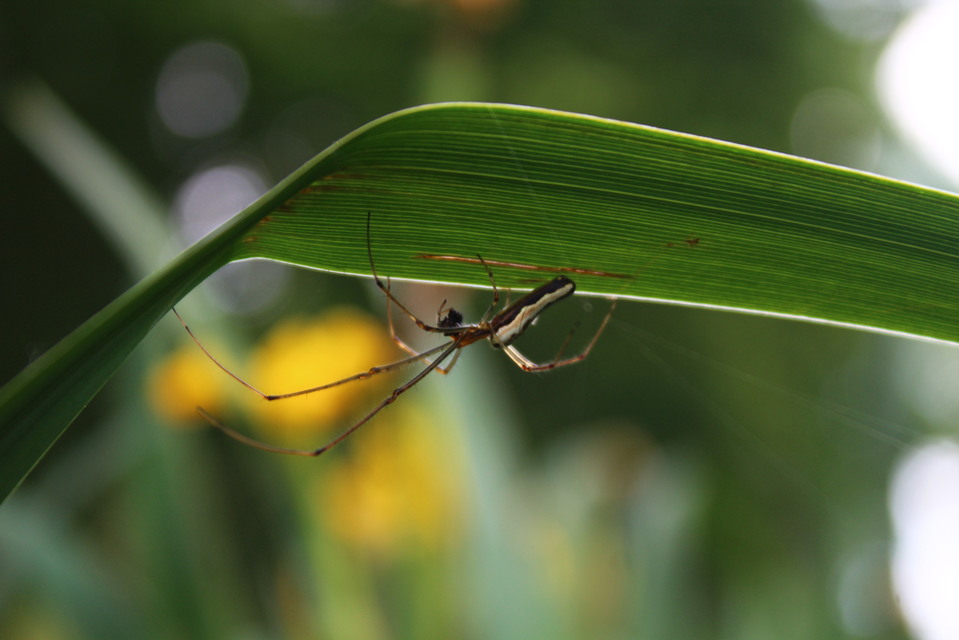 Tetragnatha