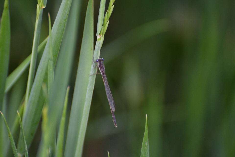 Sympecma fusca - téli rablószitakötő