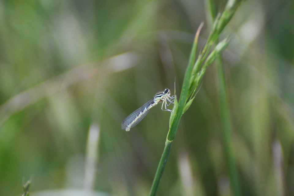 Coenagrion scitulum - mediterrán légivadász