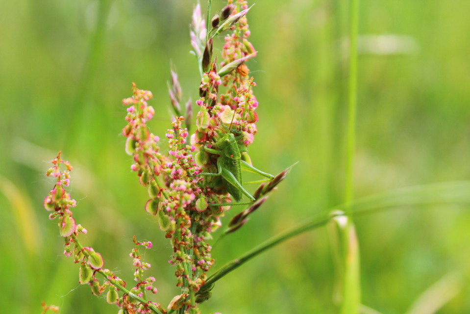 Tettigonia viridissima - zöld lombszöcske