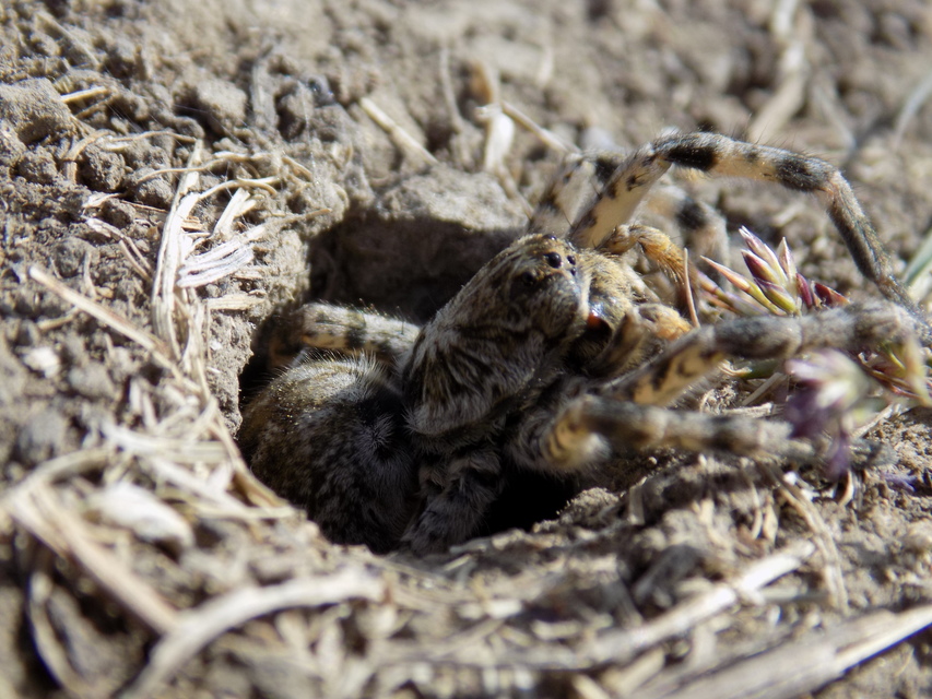 Lycosa singoriensis - szongáriai cselőpók