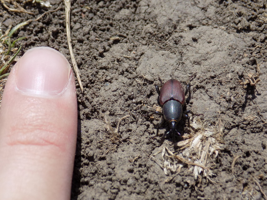 Sphenophorus
