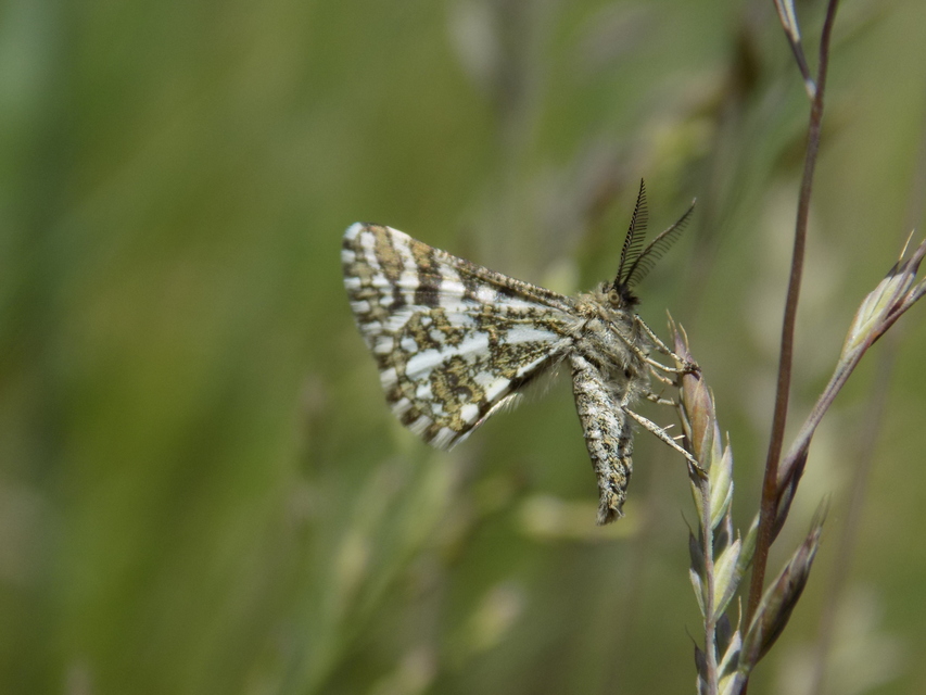 Narraga fasciolaria/tessularia