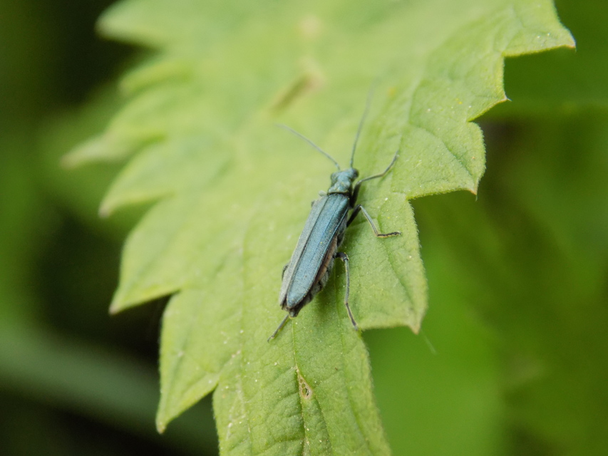 Oedemera