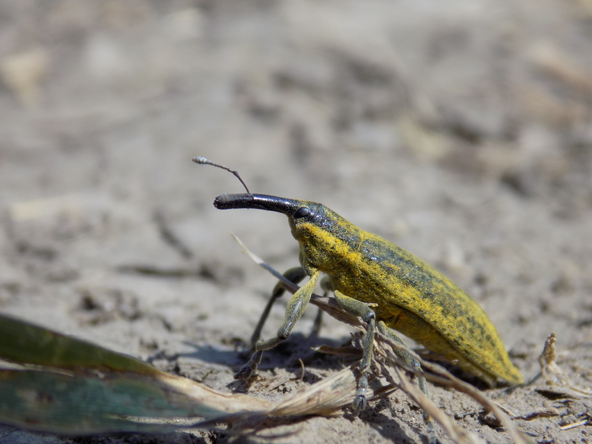 Lixus iridis - bürökfúró dudvabarkó