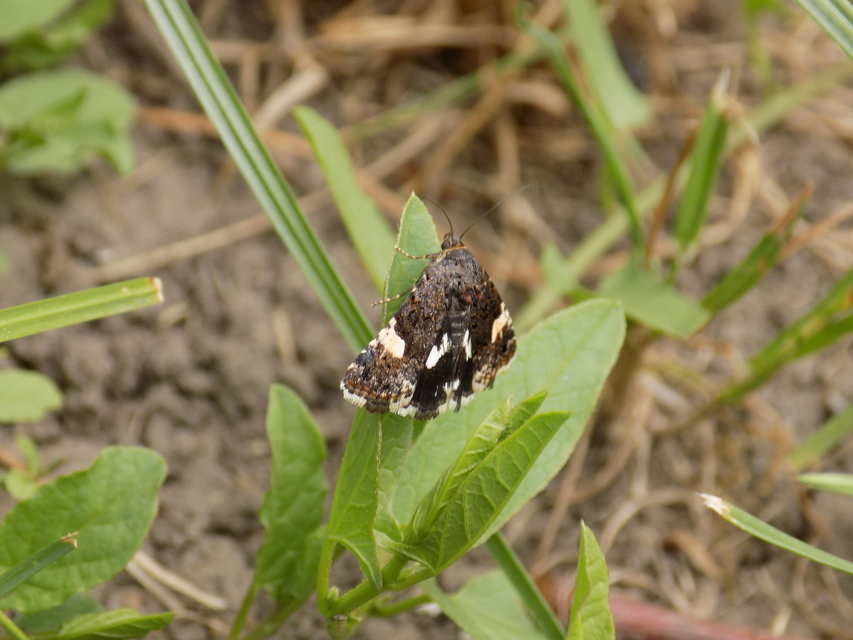 Tyta luctuosa - fekete nappalibagoly